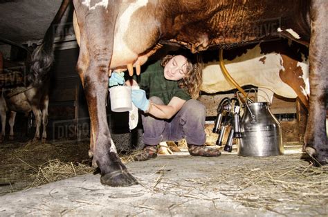 Babe Woman Milking Cow In Barn Stock Photo Dissolve