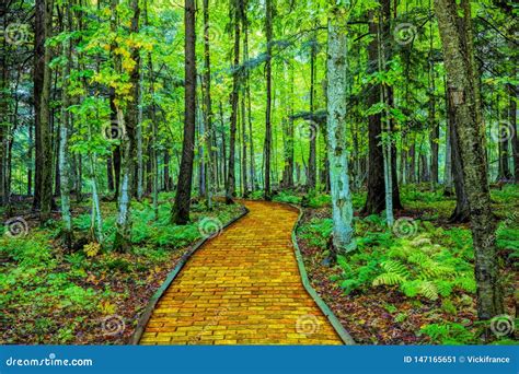 Yellow Brick Road Through Forest Stock Image Image Of Wooded