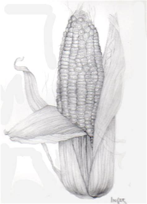 Corn On The Cob Drawing By Inger Hutton