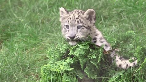 Watch Cute Baby Snow Leopards Play At The Cleveland Zoo Youtube