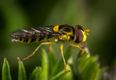 Free Images Macro Photography Pest Fly Close Up