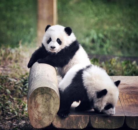 Panda Twins Debut At China Chongqing Zoo Video