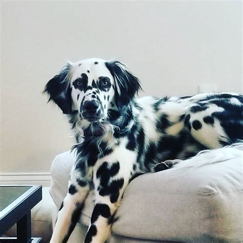 Top 160 Long Haired Dalmatian For Sale Polarrunningexpeditions
