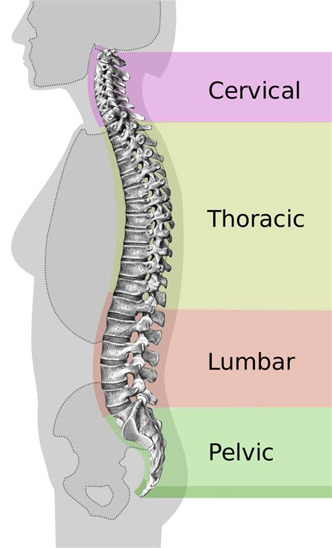 The primary role of the abdominal muscles is to oppose the strong pull of the lower back muscles in order to maintain a normal lumbar spine curve. Neutral spine - Wikipedia