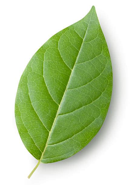 Single Green Leaf Stock Photos Pictures And Royalty Free Images Istock