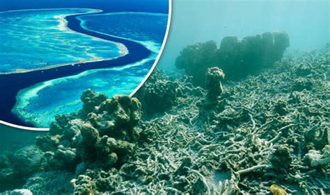 Great Barrier Reef Pronounced Dead In 2016 After 25million Years