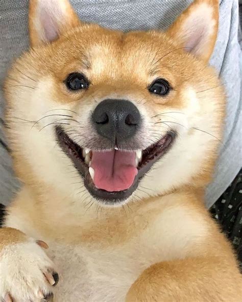 Lovable Shiba Inu Always Has A Happy Grin On His Face