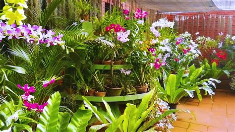 Orchid House Royal Botanical Gardenperadeniya Sri Lanka Youtube
