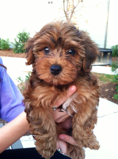 Are Yorkie Poodle Mix