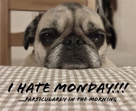 Best 19 Monday Memes Funny Good Morning Memes Good Morning Dog