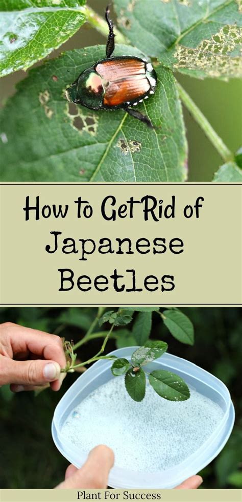 Learn How To Get Rid Of Japanese Beetles Using Organic Methods