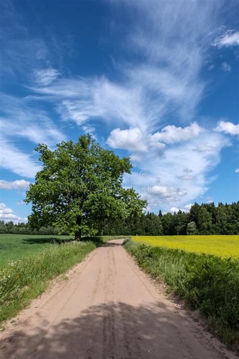 Simple Country Road In Summer Stock Image Image Of Lawn Panorama