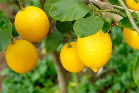 Once temperatures rise above 103 degrees the lemon tree will stop growing, or photosynthesizing, causing it to go. Don's Tips: No Fruit On Lemon - Burke's Backyard