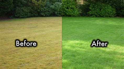 8 Secrets To Keep Your Lawn Always Green And Healthy Youtube