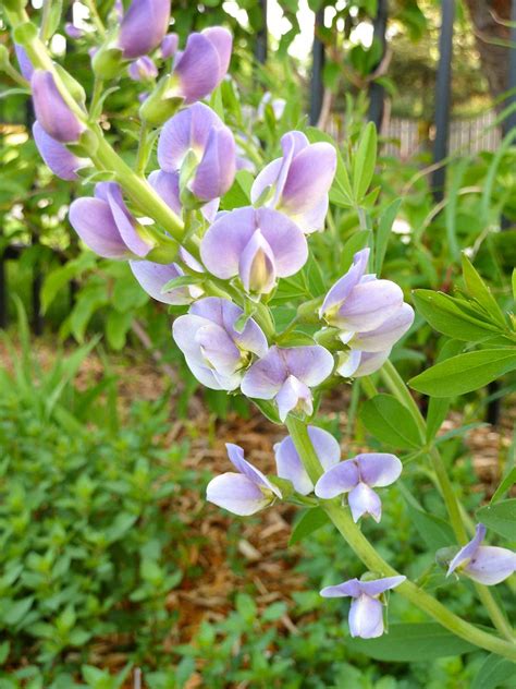 Emma Blog White Flower Perennial Zone 9 Shade Perennial Zone 9