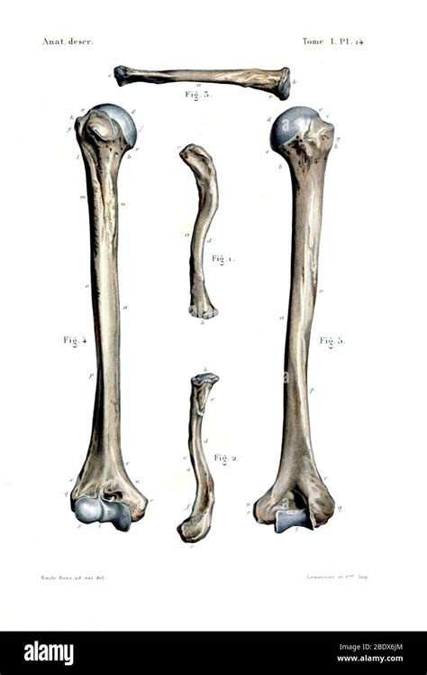 49 Forearm Bones Diagram Jorgykaidinn