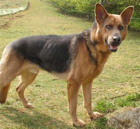 Petrified 2 Year Old Male German Shepherd Dog Available For Adoption