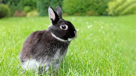Mites and Your Rabbit