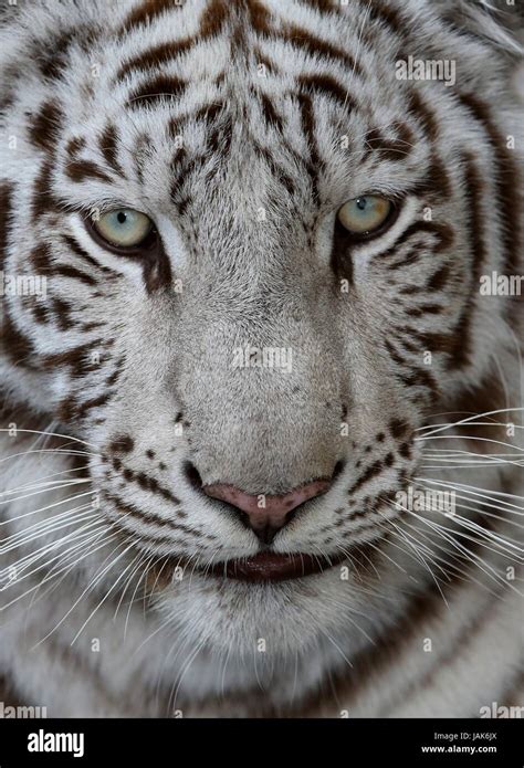 Close Up Of A White Tiger Face With Green Blue Eyes And Long Whiskers