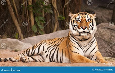 Tigre De Bengala En Cabeza Y Pierna De La Demostración Del Bosque Foto