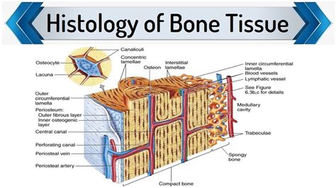 Histology Of Bone Tissue Bone Histology Info Hub YouTube
