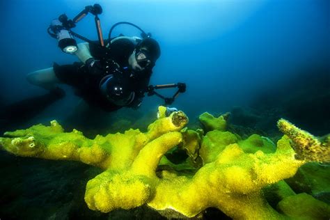 Free Images Sea Ocean Camera Coral Reef Cuba Diver Algae