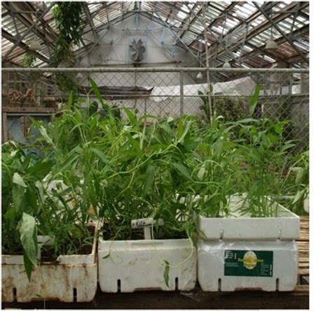 Check spelling or type a new query. How to Grow Kangkong Plant in a Hydroponics Garden | HubPages