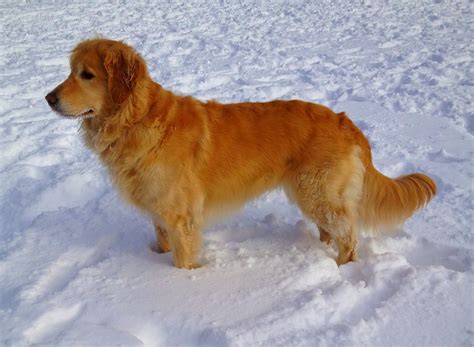 7 Golden Retriever Allergies And Side Effects Allergy