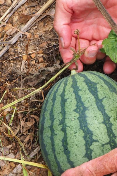 How To Know When Melons Are Ripe Great Signs It S Time To Pick