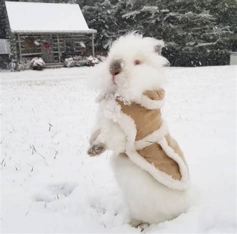 Ice Rabbit Scouting For Treats Pet Bunny Cute Animals Pet Rabbit