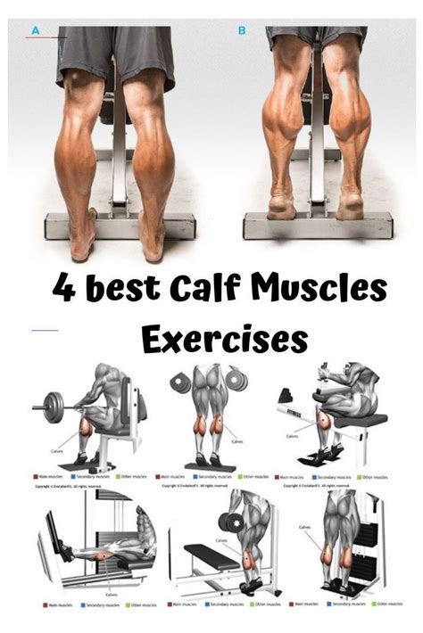 Best 4 Key Feature To Development Of Your Calf Muscle Exercise 🔥 Build A Calf Calf Workout The