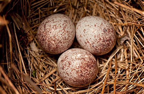 Cardinal Eggs Flickr Photo Sharing