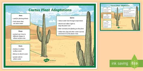 Cactus Plant Adaptation Display Poster Teacher Made