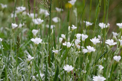 Tiny White Flowers In Grass Stock Photo By Cmbankus Photodune