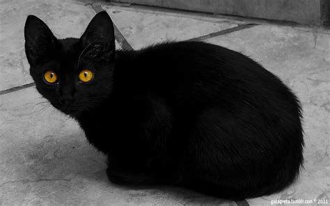Just browse food names for cats or filter the names by part of the names, we hope you get your perfect cat name here. What are the Best Names for Black Cats? | PetHelpful