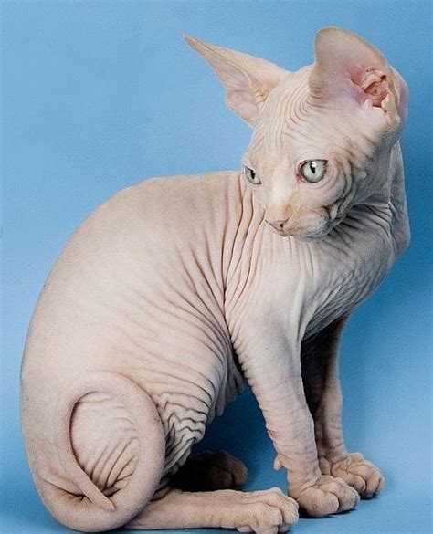 Пин от пользователя D на доске Hairless Cats Голые кошки Котята