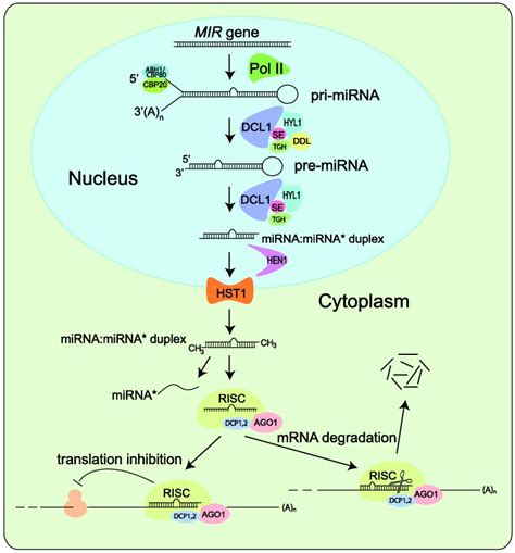 Simplified Model Of Mirna Biogenesis In Plants Mir Genes Are Initially