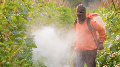 Illegal Herbicide Use On Monsanto Gmos Spurs Bitter Complaints Environmental Working Group