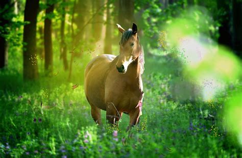 I use the term on the go meaning on the run, like busy, busy. Celtic Zodiac Sign: Horse Meaning in Celtic Astrology on ...