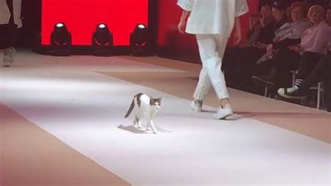 Cat Invades Fashion Show And Teaches Models How To Walk The Real Catwalk Youtube Cat Fashion