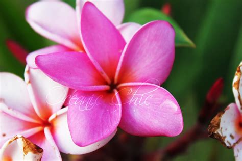 Hawaiian Tropical Flowers Oceanic Chic Pink Hawaiian Flowers
