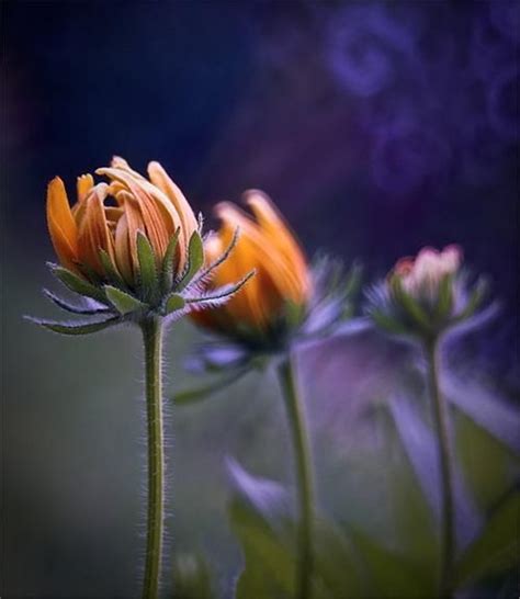 17 Best Images About Magdalena Wasiczek Photography On Pinterest
