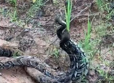 Sex Crazed Rattlesnakes In Georgia Filmed Fighting Over Female