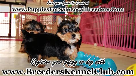 Tcup Yorkie Terrier Puppies For Sale Georgia Local Breeders Near