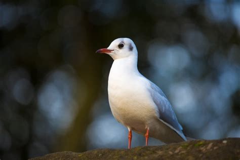 Seagulls Free Stock Photo Public Domain Pictures