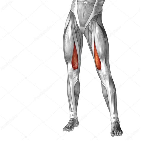 Posterior surface of calcaneus (via calcaneal tendon). Conceptual 3D human upper leg anatomy or anatomical and ...