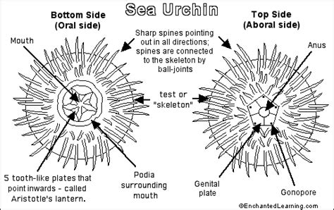 How Do Sea Urchins Move Ocean Fauna