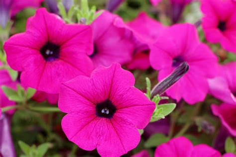 Gambar Gambar Alam Menanam Daun Bunga Berwarna Merah Muda Flora Tanaman