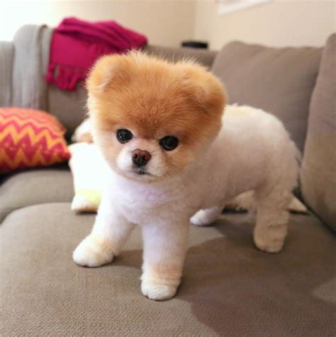 Boo The Pomeranian Once Named The Worlds Cutest Dog Dies Cute Dogs
