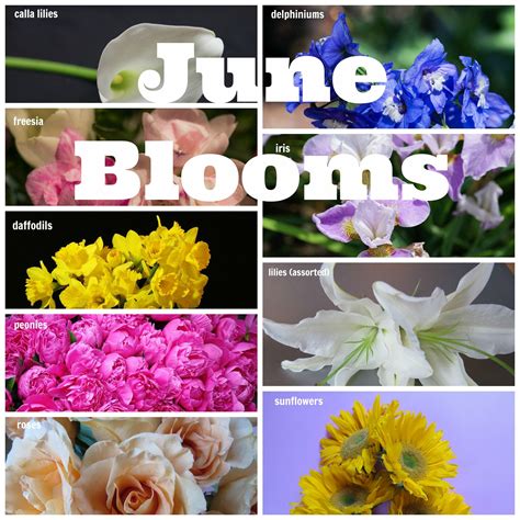 From big, splashy blooms to petite petals, these classic beauties here, pink and white varieties are coupled with hellebores and passion vines. June Blooms | June wedding, E flowers, Bloom